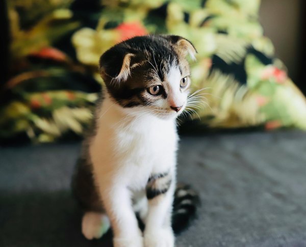 Garde de chien à domicile : sécurité et bien-être pour votre animal