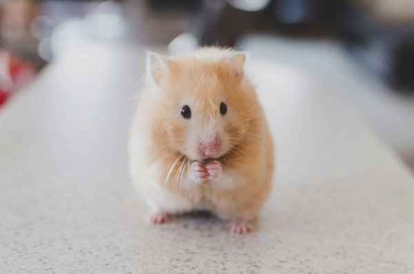 Quelle est la meilleure façon de stimuler l'activité nocturne d'un hamster roborovski ?